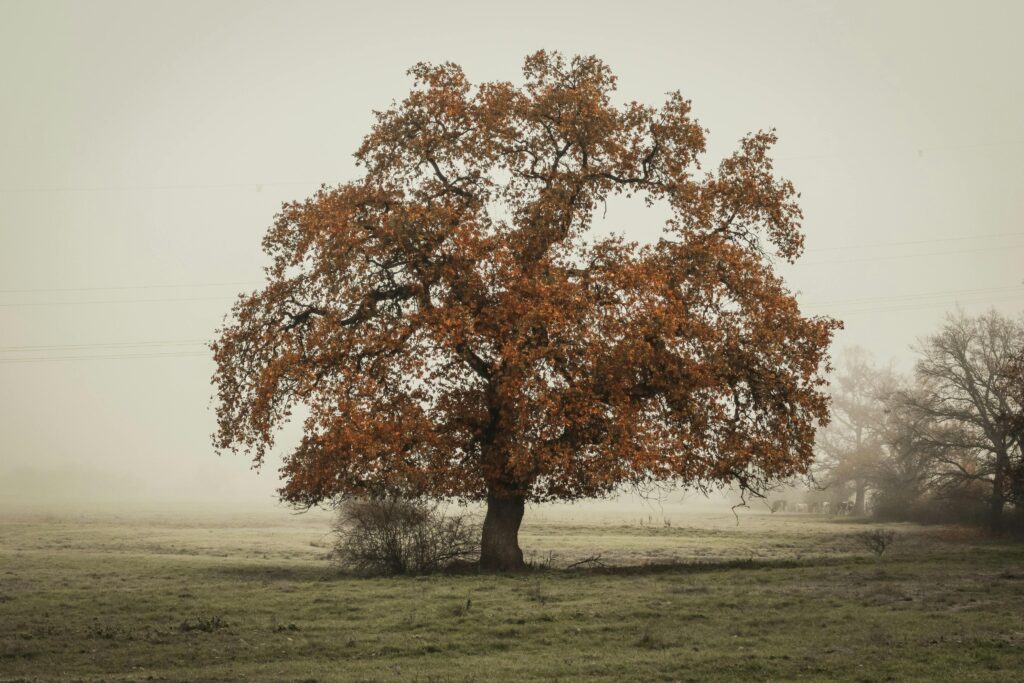 A solitary tree with autumn leaves stands amid a foggy countryside, capturing the serene beauty of fall.