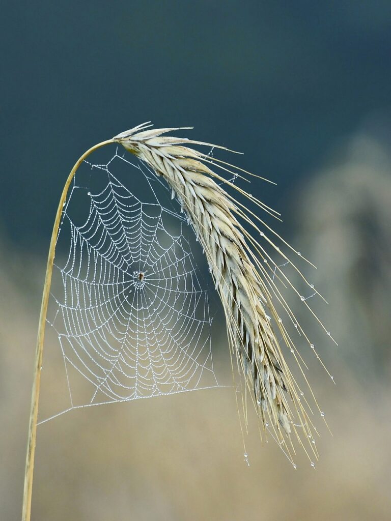 spider web on cereal stalk