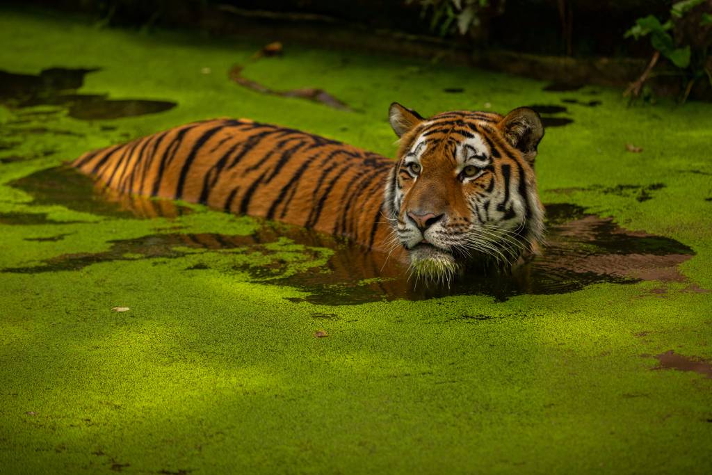 tiger in a pond