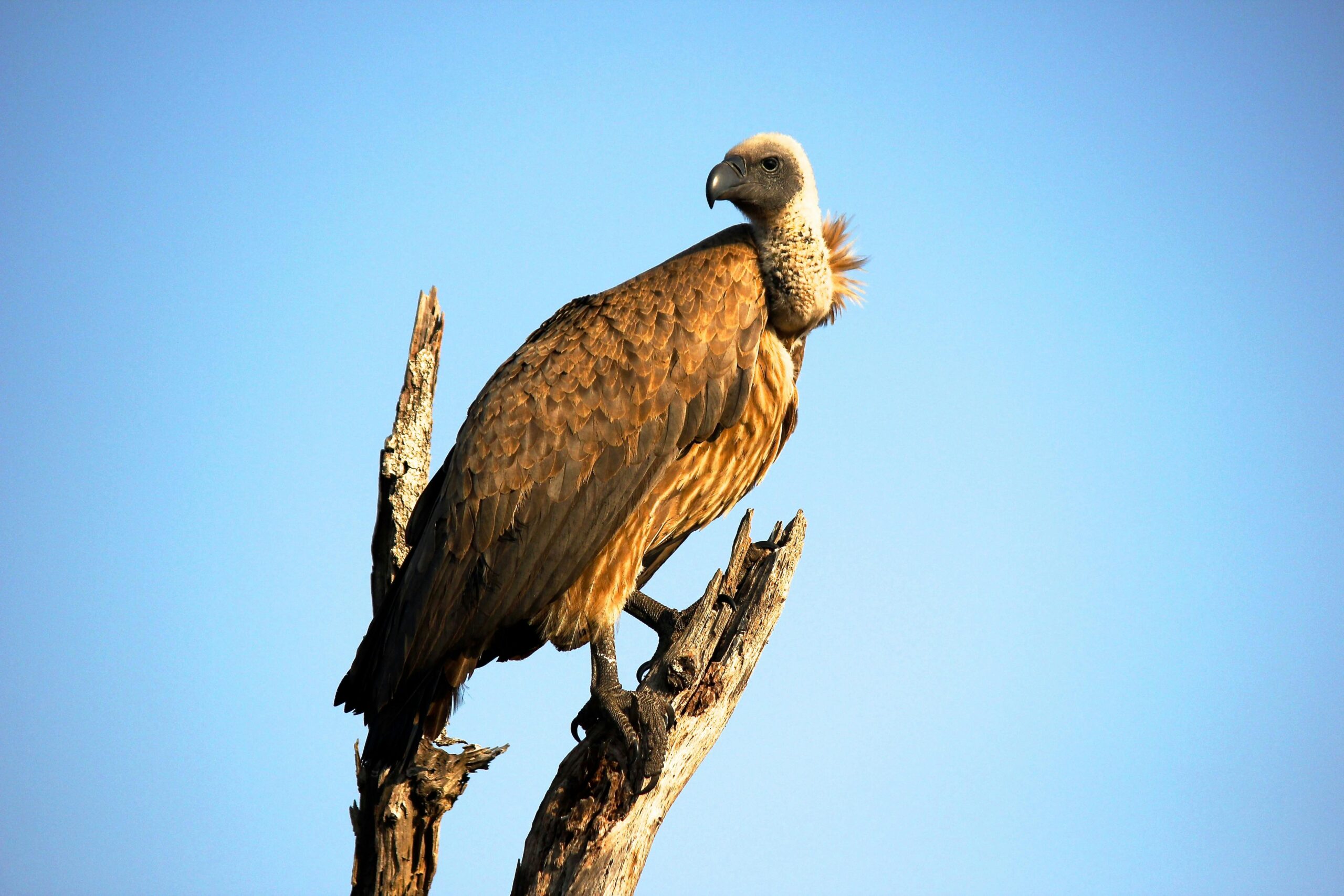 Close-up of a vulture perched on a branch against a blue sky in Kruger National Park, South Africa.