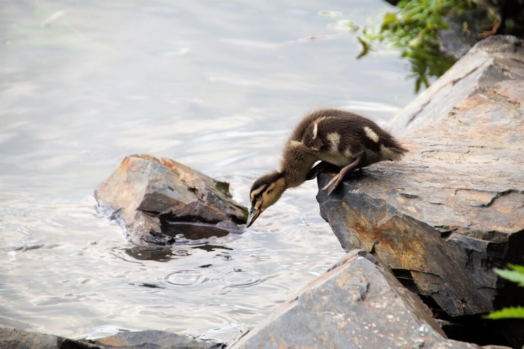duck, wild, pup, duckling, nature, jump, water, courage