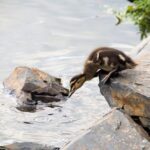 duck, wild, pup, duckling, nature, jump, water, courage